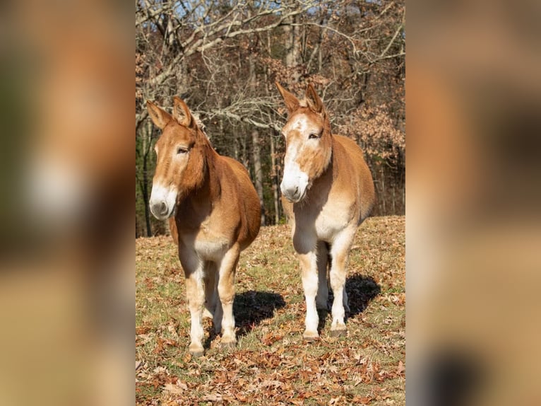 Mulo Caballo castrado 15 años Alazán rojizo in Everett PA