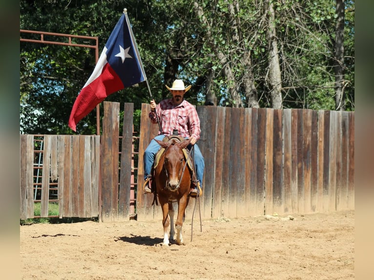 Mulo Caballo castrado 16 años 142 cm Alazán rojizo in Whitesboro