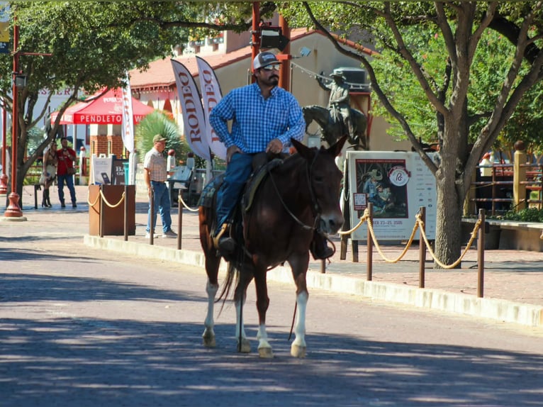 Mulo Caballo castrado 16 años 142 cm Alazán rojizo in Whitesboro