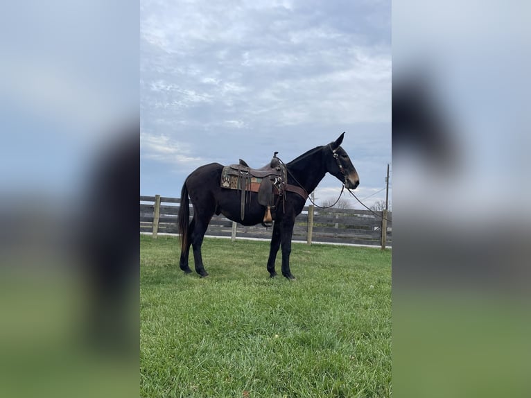 Mulo Caballo castrado 16 años 142 cm Negro in Moscow