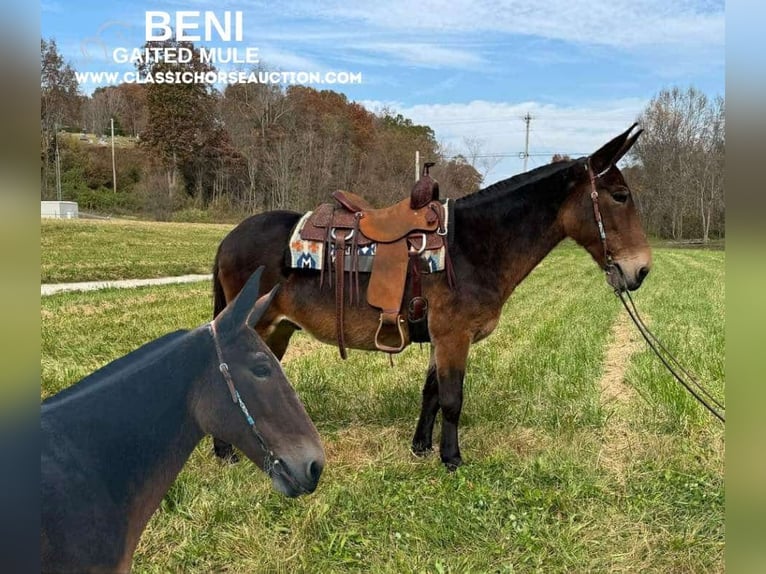 Mulo Caballo castrado 16 años 152 cm Castaño rojizo in GRASSY CREEK, KY