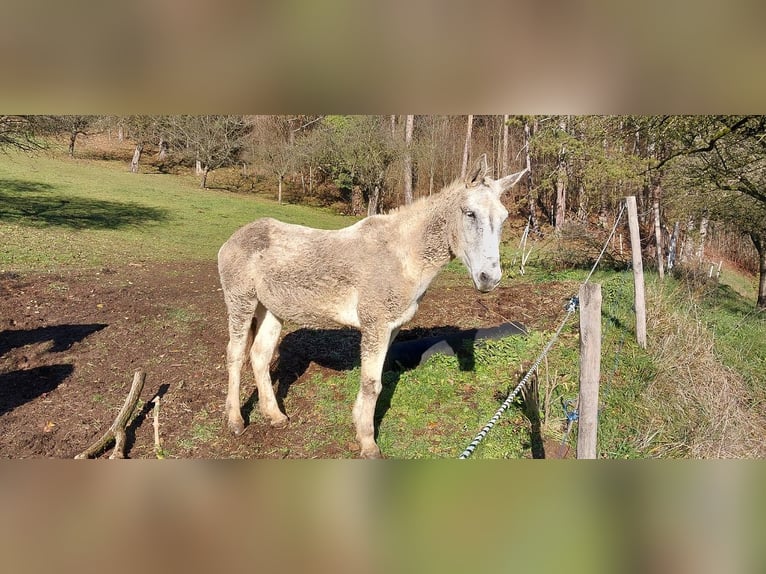 Mulo Caballo castrado 16 años 163 cm Tordo in Miesenbach