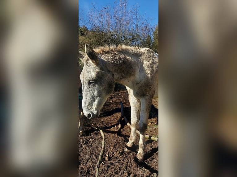 Mulo Caballo castrado 16 años 163 cm Tordo in Miesenbach