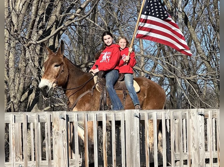 Mulo Caballo castrado 16 años Castaño rojizo in Libson IA