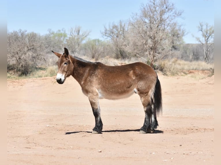 Mulo Caballo castrado 16 años Castaño rojizo in Libson IA