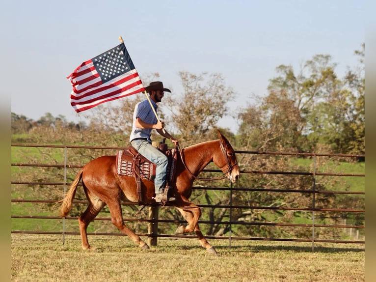 Mulo Caballo castrado 17 años 152 cm Alazán-tostado in Brooksville Ky