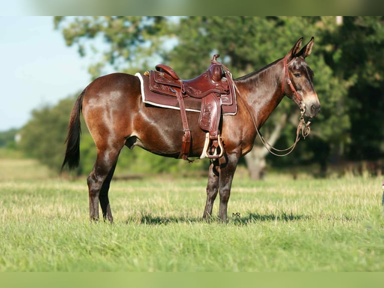 Mulo Caballo castrado 19 años 145 cm Castaño rojizo in Everton, MO