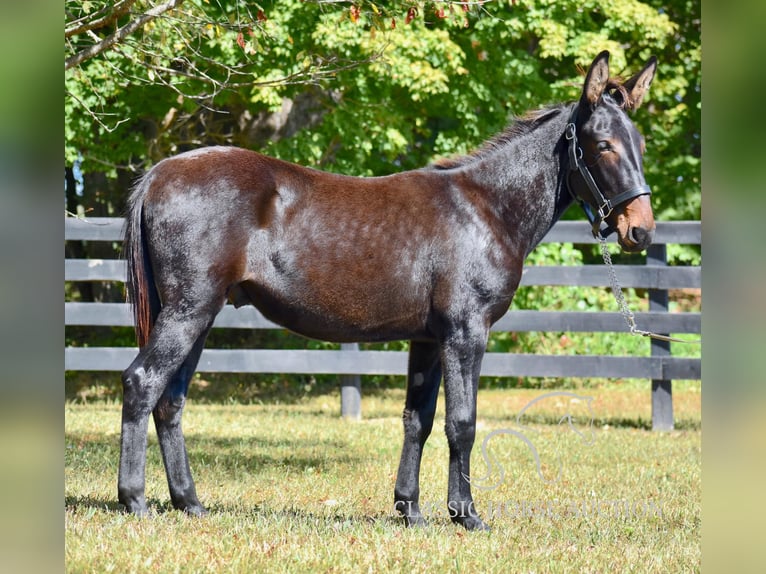 Mulo Caballo castrado 2 años 132 cm Castaño rojizo in Pendleton, ky