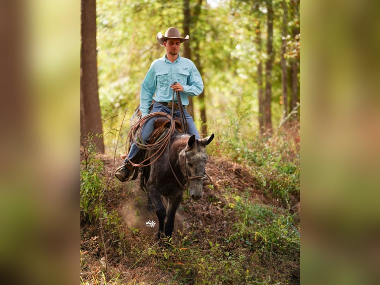 Mulo Caballo castrado 3 años 147 cm Tordo in Huntsville