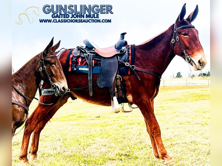 Mulo Caballo castrado 3 años 152 cm in Tompkinsville, KY