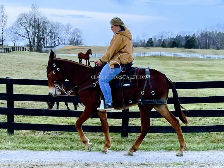 Mulo Caballo castrado 3 años 152 cm in Tompkinsville, KY
