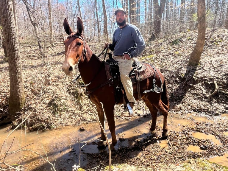 Mulo Caballo castrado 3 años 152 cm in Tompkinsville, KY