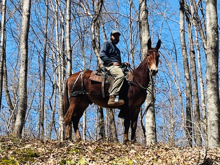 Mulo Caballo castrado 3 años 152 cm in Tompkinsville, KY