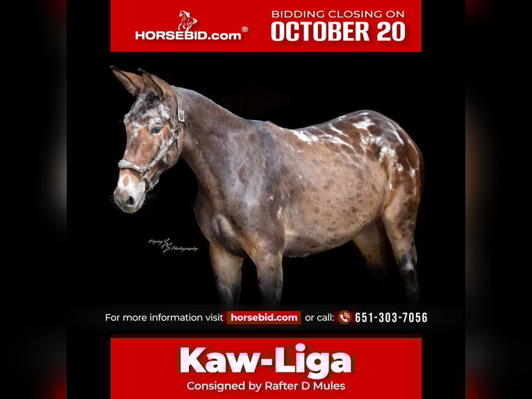 Mulo Caballo castrado 3 años 157 cm Negro in Hastings