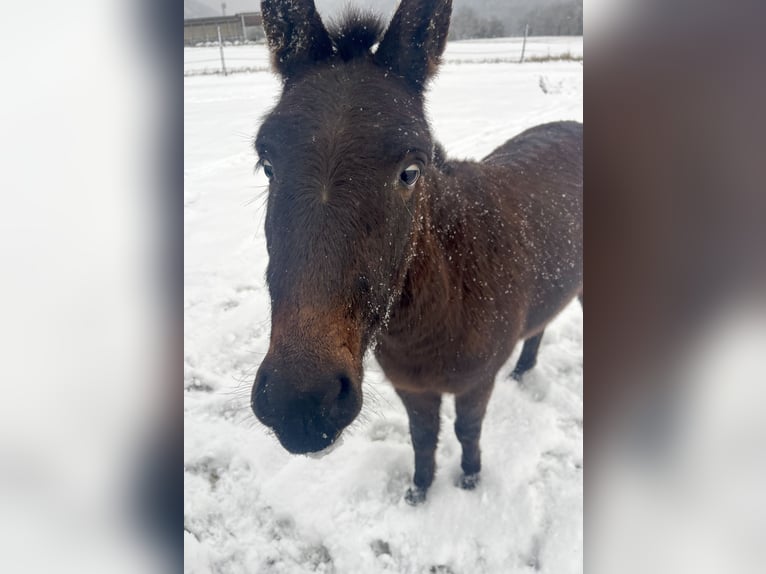 Mulo Caballo castrado 4 años 130 cm in Emmersdorf