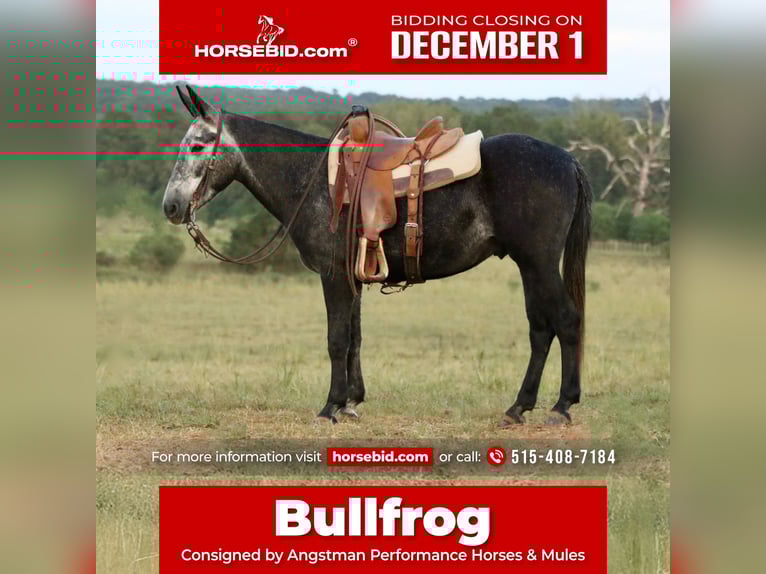 Mulo Caballo castrado 4 años 147 cm Tordo in Huntsville