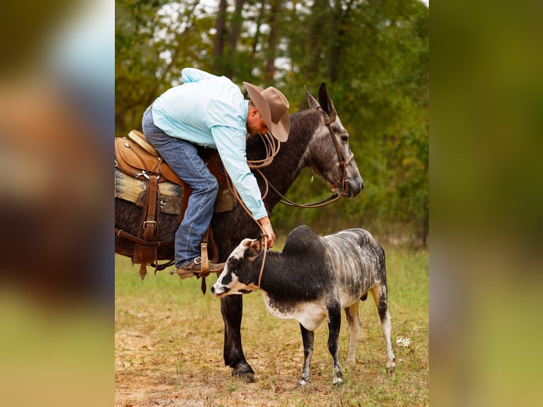 Mulo Caballo castrado 4 años 147 cm Tordo in Huntsville