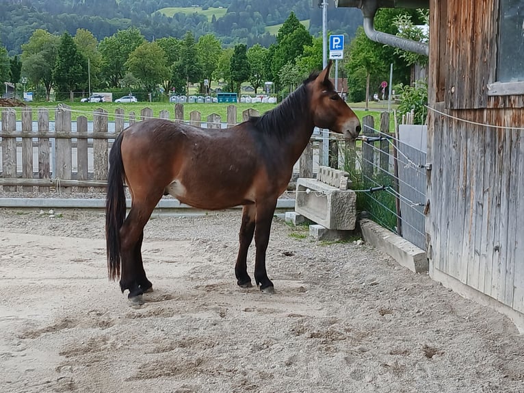 Mulo Caballo castrado 4 años 156 cm Castaño in Garmisch-Partenkirchen