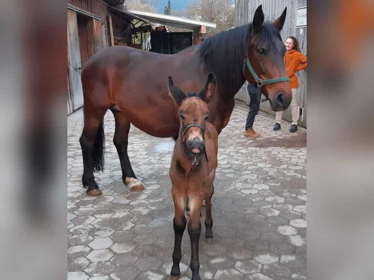 Mulo Caballo castrado 4 años 156 cm Castaño in Garmisch-Partenkirchen