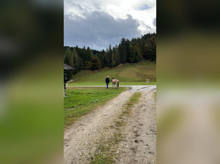 Mulo Caballo castrado 5 años 132 cm in Leutasch