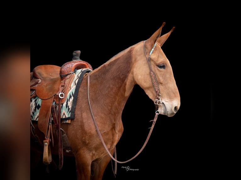 Mulo Caballo castrado 5 años 142 cm Alazán rojizo in Hastings