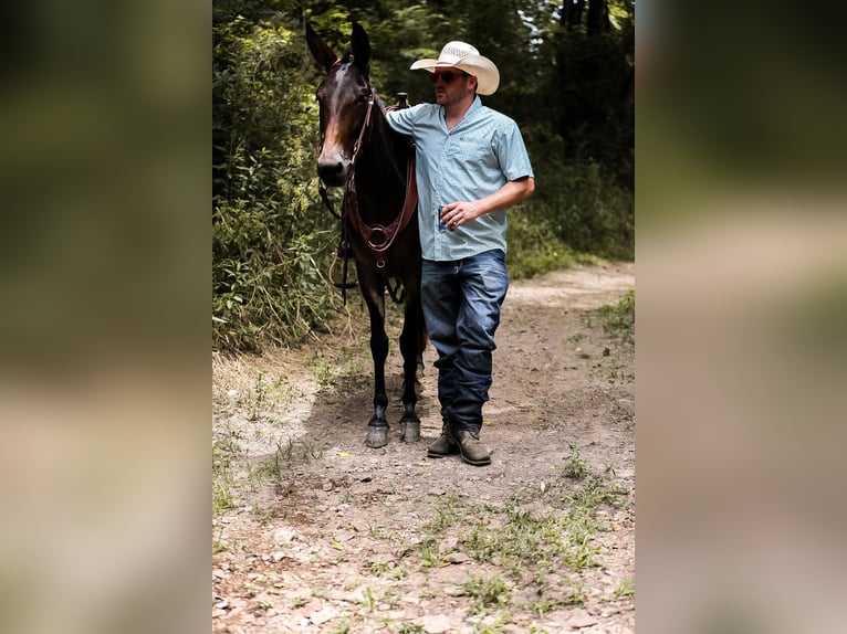 Mulo Caballo castrado 5 años 152 cm Castaño rojizo in Santa Fe TN