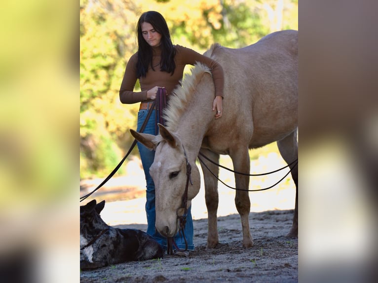 Mulo Caballo castrado 5 años 157 cm Palomino in Ames