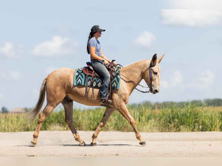 Mulo Caballo castrado 5 años 157 cm Palomino in Ames