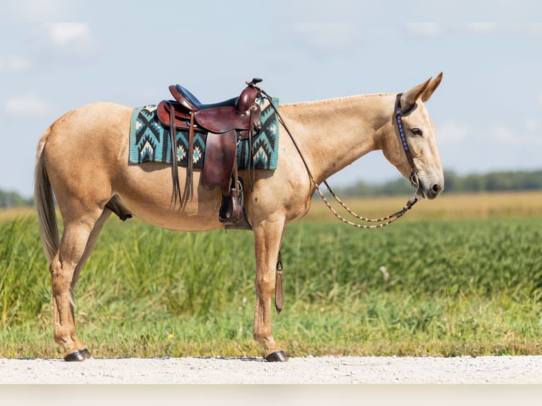 Mulo Caballo castrado 5 años 157 cm Palomino in Ames