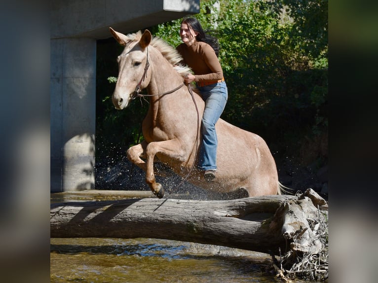 Mulo Caballo castrado 5 años 157 cm Palomino in Ames