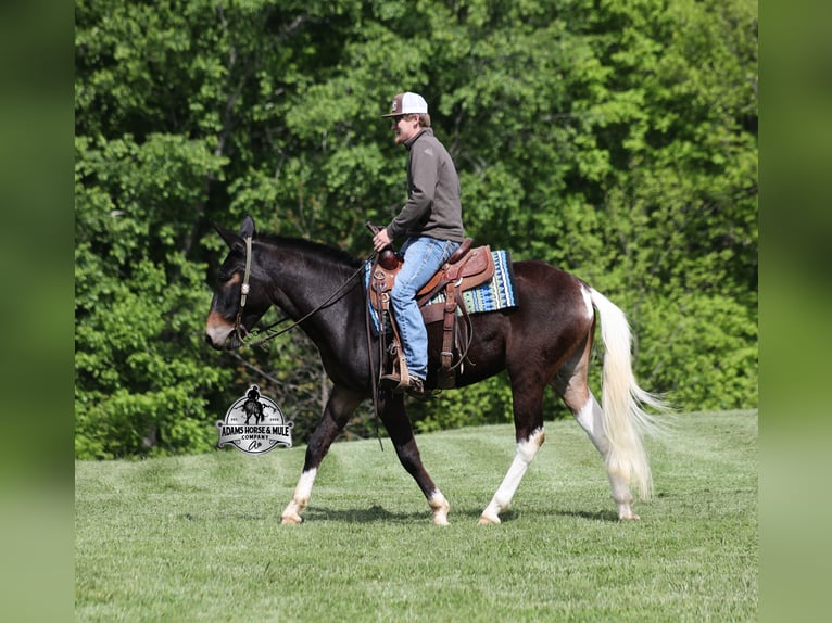 Mulo Caballo castrado 5 años Castaño rojizo in Mount Vernon, KY