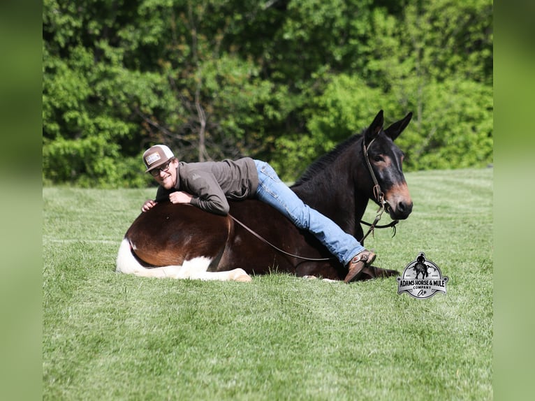 Mulo Caballo castrado 5 años Castaño rojizo in Mount Vernon, KY