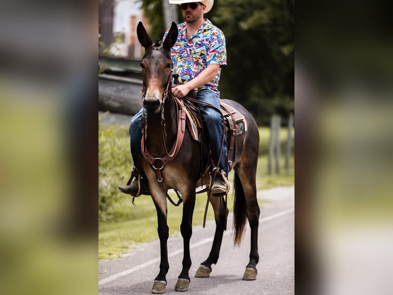 Mulo Caballo castrado 6 años 152 cm Castaño rojizo in Santa Fe TN