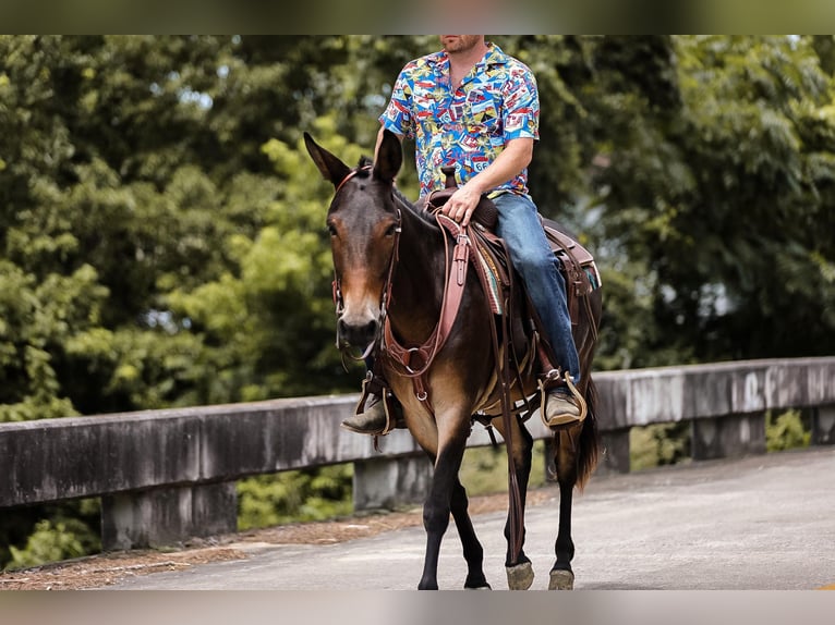 Mulo Caballo castrado 6 años 152 cm Castaño rojizo in Santa Fe TN