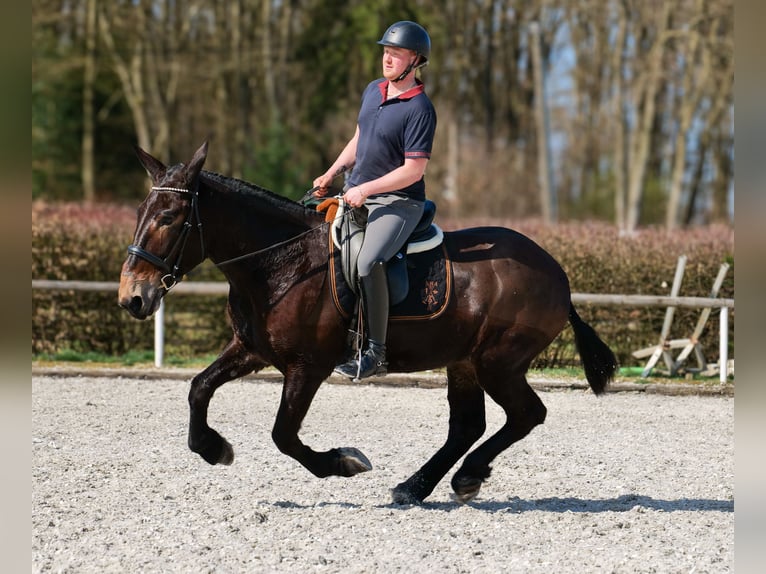 Mulo Caballo castrado 6 años 163 cm Castaño oscuro in Neustadt (Wied)