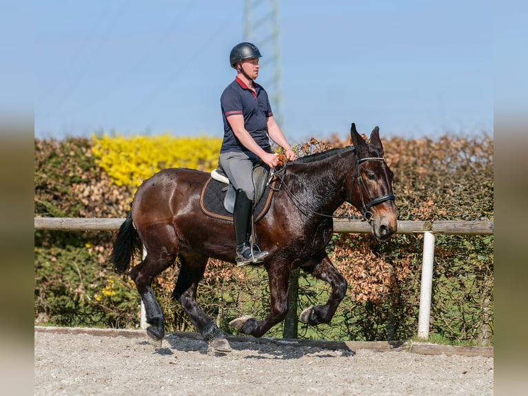 Mulo Caballo castrado 6 años 163 cm Castaño oscuro in Neustadt (Wied)