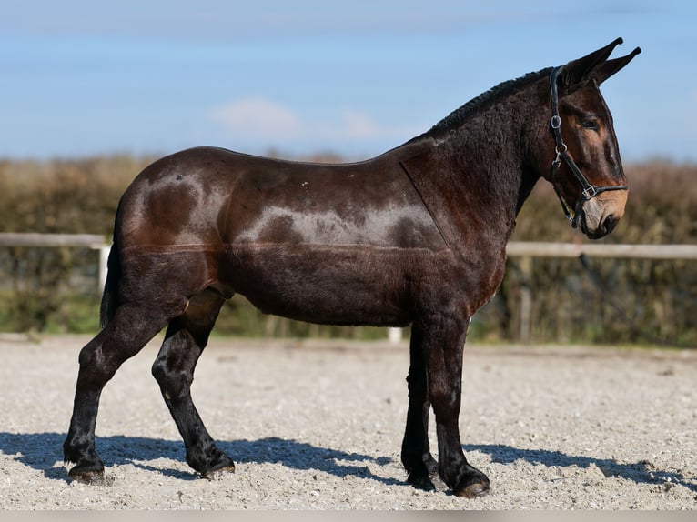 Mulo Caballo castrado 6 años 163 cm Castaño oscuro in Neustadt (Wied)