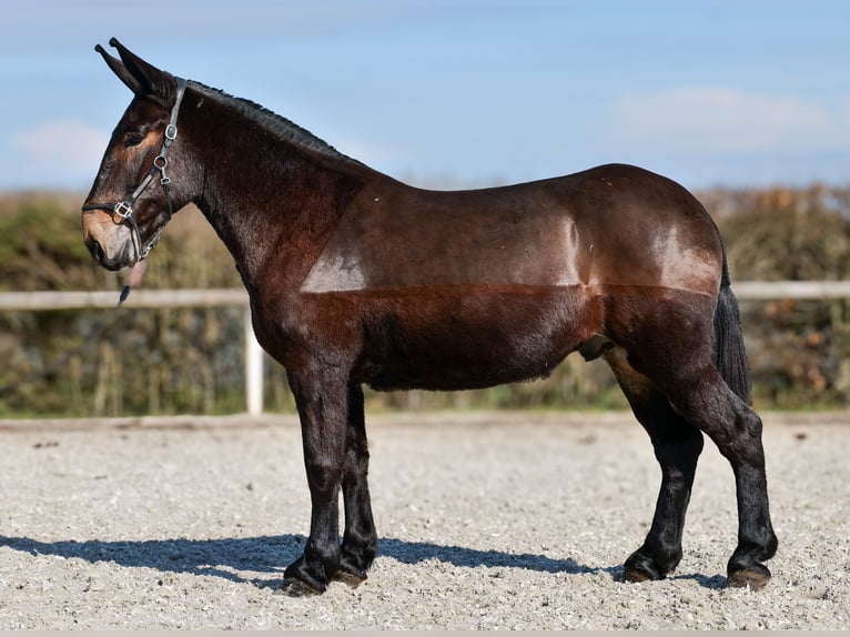 Mulo Caballo castrado 6 años 163 cm Castaño oscuro in Neustadt (Wied)