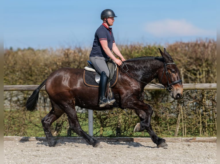 Mulo Caballo castrado 6 años 163 cm Castaño oscuro in Neustadt (Wied)