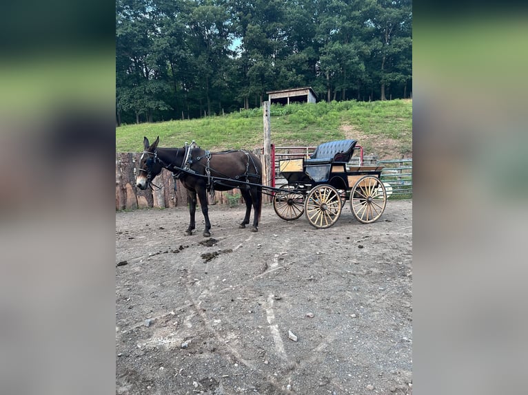 Mulo Caballo castrado 6 años 163 cm Castaño rojizo in Everett PA
