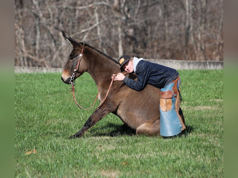 Mulo Caballo castrado 7 años 132 cm Grullo in Mount Vernon