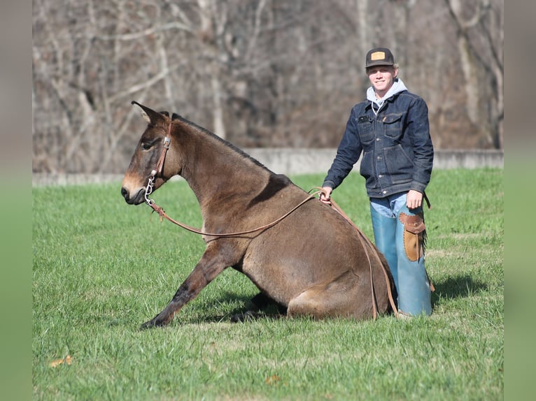 Mulo Caballo castrado 7 años 132 cm Grullo in Mount Vernon