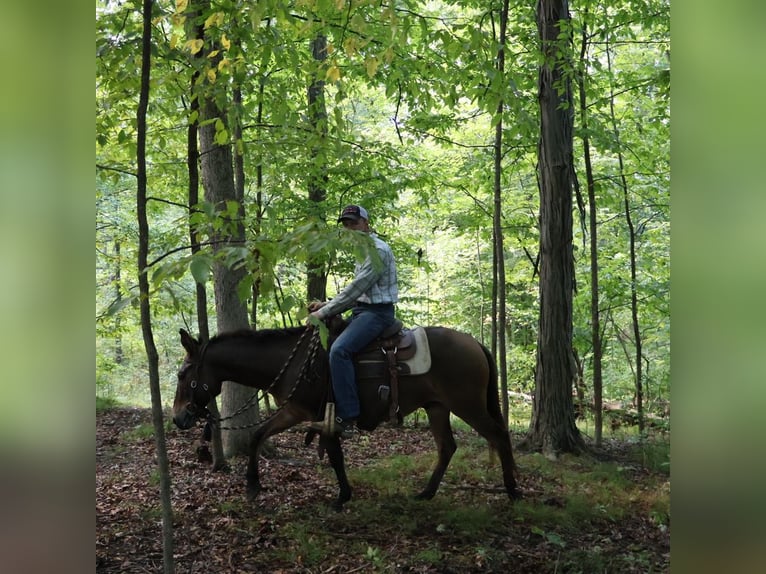 Mulo Caballo castrado 7 años 140 cm Castaño rojizo in Howell