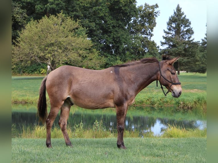 Mulo Caballo castrado 7 años 140 cm Castaño rojizo in Howell