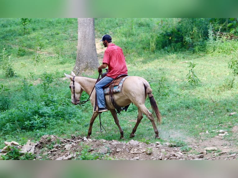 Mulo Caballo castrado 7 años 147 cm Champán in Brooksville, Ky