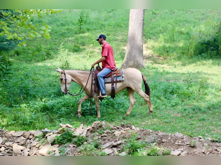 Mulo Caballo castrado 7 años 147 cm Champán in Brooksville, Ky