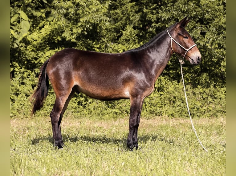 Mulo Caballo castrado 7 años 152 cm Castaño rojizo in Santa Fe TN