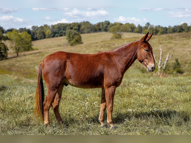 Mulo Caballo castrado 7 años 157 cm Alazán rojizo in Somerset KY