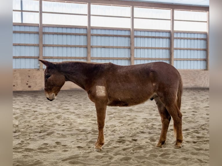 Mulo Caballo castrado 7 años Alazán-tostado in Everett PA