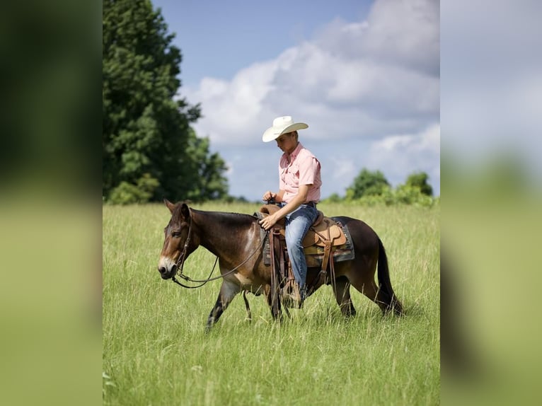 Mulo Caballo castrado 8 años 130 cm Castaño rojizo in Huntsville, TX